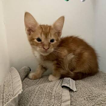 Moonshine -  Domestic Short Hair Cat for Adoption in Pasadena, California - Moonshine | PetCurious