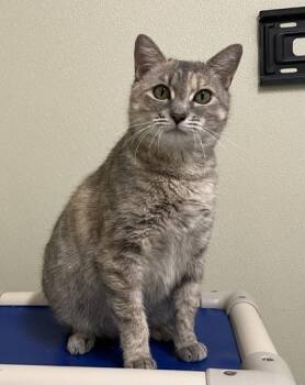 Domestic Short Hair Cats Available for Adoption in Cashiers, North Carolina - Baby | PetCurious