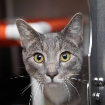 Skipper -  Domestic Short Hair Cat for Adoption in Salt Lake City, Utah - Skipper | PetCurious