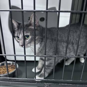 PK -  Domestic Short Hair Cat for Adoption in Columbus, North Carolina - PK | PetCurious