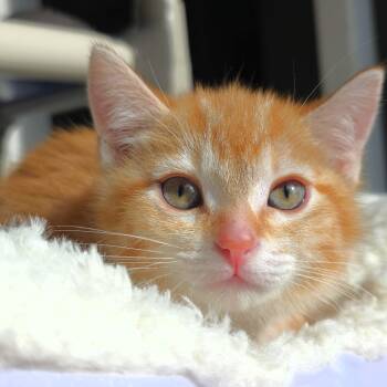 Usha -  Domestic Short Hair Cat for Adoption in Michigan City, Indiana - Usha | PetCurious