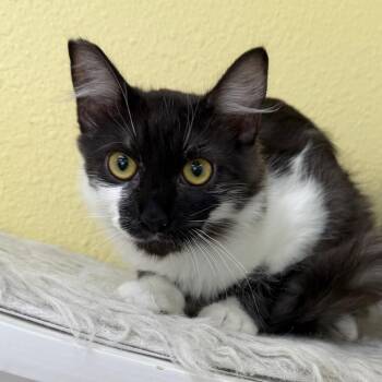 Lord Reginald -  Domestic Long Hair Cat for Adoption in Las Vegas, Nevada - Lord Reginald | PetCurious
