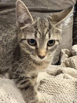 Domestic Short Hair Cats Available for Adoption in Wheaton, Illinois - Annie | PetCurious