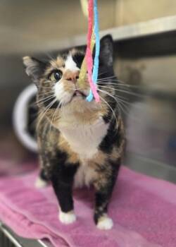 Esther -  Domestic Short Hair Cat for Adoption in Westland, Michigan - Esther | PetCurious