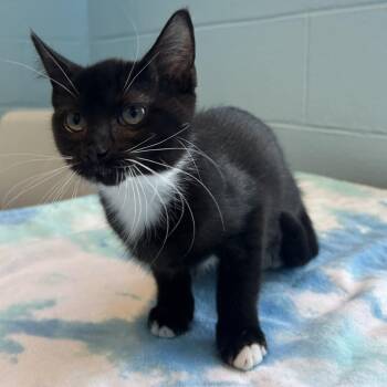 Bec FKA Ursula -  Domestic Medium Hair and Mixed Breed Cat for Adoption in Chesapeake, Virginia - Bec FKA Ursula | PetCurious