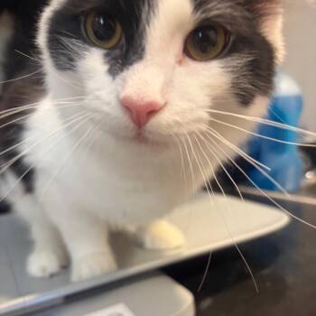 Billy Ray -  Domestic Medium Hair Cat for Adoption in Hattiesburg, Mississippi - Billy Ray | PetCurious