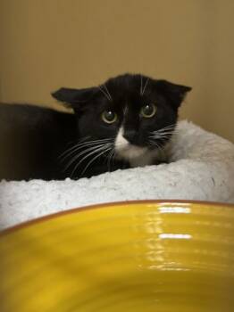Rescue Domestic Short Hair Cats for Adoption in Novato, California - Tilden | PetCurious