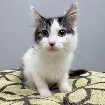 Cedric -  Domestic Medium Hair Cat for Adoption in Auburn, Alabama - Cedric | PetCurious