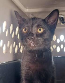 Zuzu -  Domestic Short Hair Cat for Adoption in West Memphis, Arkansas - Zuzu | PetCurious