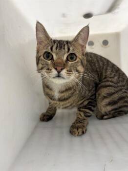 XYLO -  Domestic Short Hair Cat for Adoption in Indianapolis, Indiana - XYLO | PetCurious