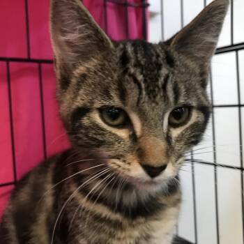 Amara -  Domestic Medium Hair Cat for Adoption in Harrisonburg, Virginia - Amara | PetCurious