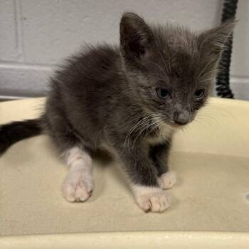 Glameow -  Domestic Medium Hair Cat for Adoption in Greenville, South Carolina - Glameow | PetCurious