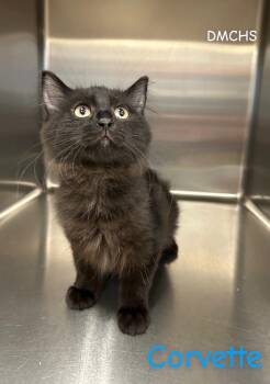 Corvette -  Domestic Medium Hair Cat for Adoption in Burlington, Iowa - Corvette | PetCurious