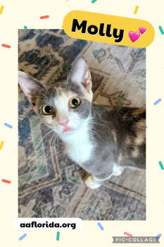 Rescue Calico and Domestic Short Hair Cats for Adoption in Pensacola, Florida - Molly | PetCurious