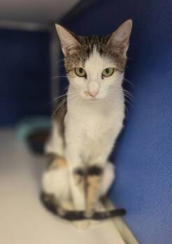 Rescue Domestic Short Hair Cats for Adoption in Leander, Texas - Anastasia | PetCurious