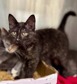 Jen -  Domestic Short Hair Cat for Adoption in Danielsville, Georgia - Jen | PetCurious