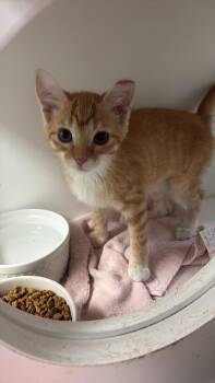 Olivia ~ Barncat/Shopcat -  Domestic Short Hair Cat for Adoption in Rochester, Indiana - Olivia ~ Barncat/Shopcat | PetCurious