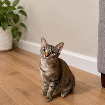 Gizzy -  Domestic Short Hair Cat for Adoption in Fort Worth, Texas - Gizzy | PetCurious