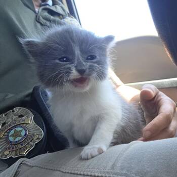 Mouse -  Domestic Long Hair Cat for Adoption in Bend, Oregon - Mouse | PetCurious