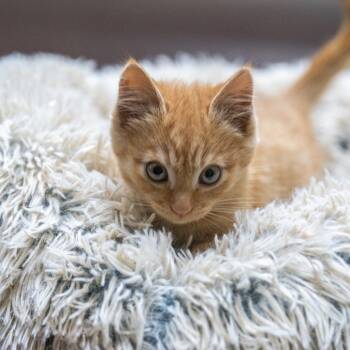 Rescue Domestic Short Hair Cats for Adoption in Gainesville, Georgia - Bargain | PetCurious