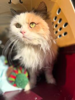 Rescue Persian Cats for Adoption in Newmarket, Ontario - Haley | PetCurious