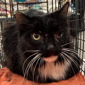 Jynxy -  Domestic Medium Hair Cat for Adoption in Las Cruces, New Mexico - Jynxy | PetCurious