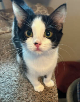 Rescue Domestic Short Hair Cats for Adoption in St. Cloud, Minnesota - Shelby | PetCurious