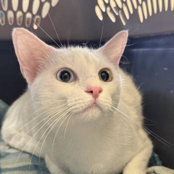 Celeste -  Domestic Short Hair Cat for Adoption in Jacksonville, Arkansas - Celeste | PetCurious
