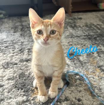 Rescue Manx and Tabby Cats for Adoption in Houston, Texas - Cheeto #bonded-to-Cheets | PetCurious