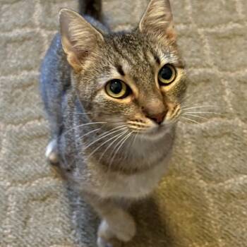 Rescue Domestic Short Hair Cats for Adoption in Raleigh, North Carolina - Alexis | PetCurious