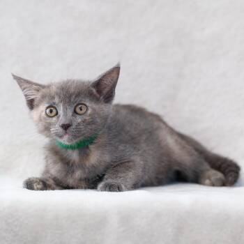 Domestic Short Hair Cats Available for Adoption in Sunnyvale, California - Lisa (Green Collar) | PetCurious