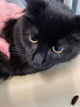 Lucinda -  Domestic Medium Hair Cat for Adoption in Cumberland, Maine - Lucinda | PetCurious
