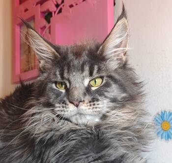 Cats for Sale - Merry  | PetCurious