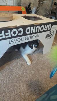 Rescue American Shorthair Cats for Adoption in Little Mountain, South Carolina - Jasper Boland | PetCurious