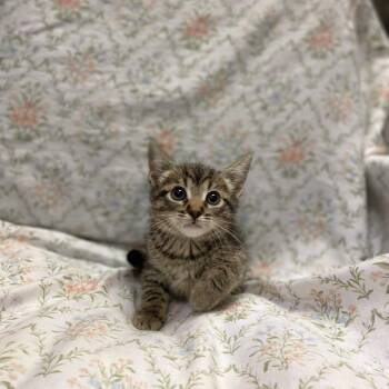 Morita -  Domestic Short Hair Cat for Adoption in Los Angeles, California - Morita | PetCurious