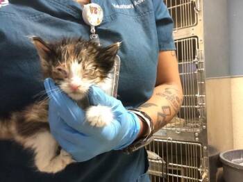 A1931895 -  Domestic Short Hair Cat for Adoption in Riverside, California - A1931895 | PetCurious