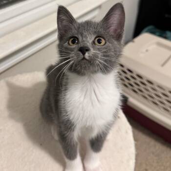 Passion Fruit -  Domestic Short Hair Cat for Adoption in Middlebury, Vermont - Passion Fruit | PetCurious