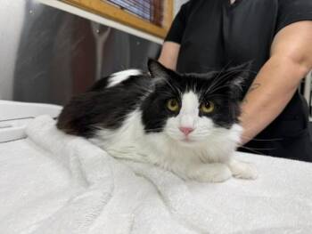 ZORRO -  Domestic Medium Hair Cat for Adoption in Fairbanks, Alaska - ZORRO | PetCurious