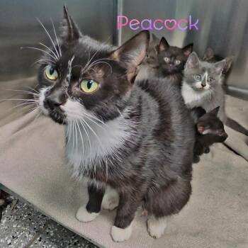 Peacock -  Domestic Short Hair Cat for Adoption in Parkersburg, West Virginia - Peacock | PetCurious