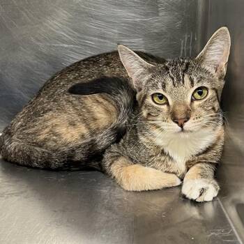 Beauty -  Domestic Short Hair Cat for Adoption in Palm Springs, California - Beauty | PetCurious