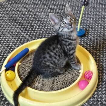Jelly Bean -  Domestic Short Hair Cat for Adoption in Mineral Point, Wisconsin - Jelly Bean | PetCurious