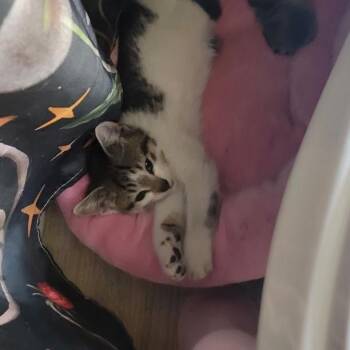 Theodore -  Domestic Short Hair Cat for Adoption in Spokane, Washington - Theodore | PetCurious
