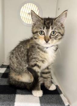 Pansy -  Domestic Short Hair Cat for Adoption in Rochester, Indiana - Pansy | PetCurious