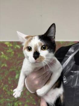 Domestic Short Hair Cats Available for Adoption in San Antonio, Texas - Pumpkin | PetCurious