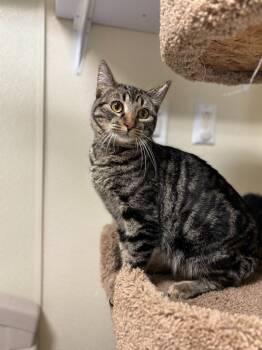 Domestic Short Hair Cats Available for Adoption in Sandusky, Ohio - ROLY | PetCurious
