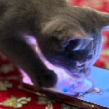 Rescue Domestic Short Hair Cats for Adoption in Westport, Connecticut - Belle (Val 2) | PetCurious