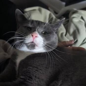 American Shorthair Cats Available for Adoption in Newark, New Jersey - Nala | PetCurious
