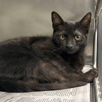 FRANKLIN -  Domestic Short Hair Cat for Adoption in Las Vegas, Nevada - FRANKLIN | PetCurious