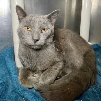 Logan -  Domestic Short Hair Cat for Adoption in Roanoke, Virginia - Logan | PetCurious