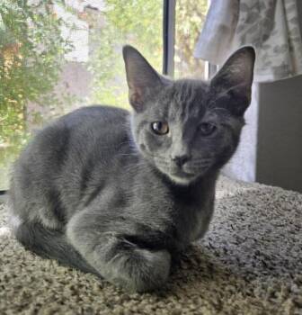 Ursa Nightsky -  Domestic Short Hair Cat for Adoption in Chandler, Arizona - Ursa Nightsky | PetCurious